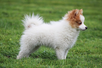 2. كلب بوميرانيان (Pomeranian)