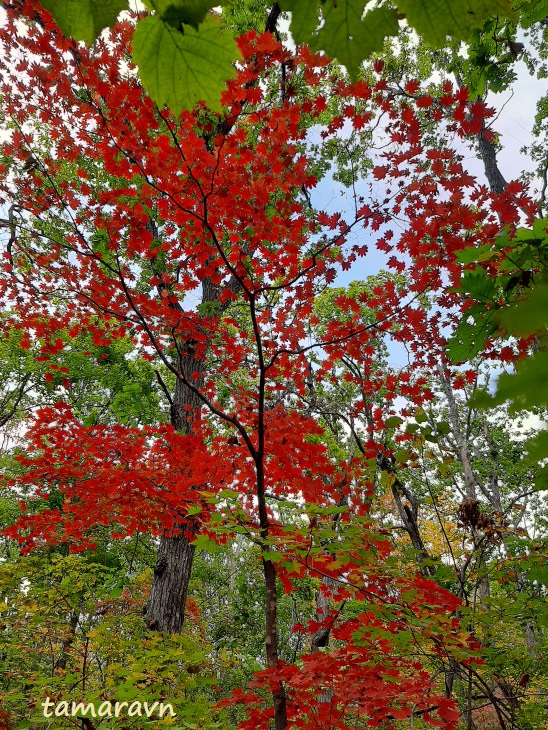 Клён ложнозибольдов (Acer pseudosieboldianum)