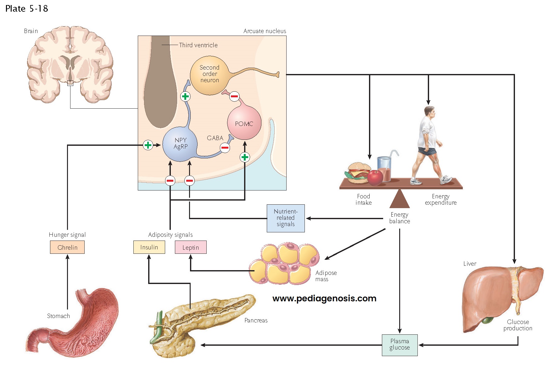 Regulation of Food Intake, Body Weight, and Metabolism