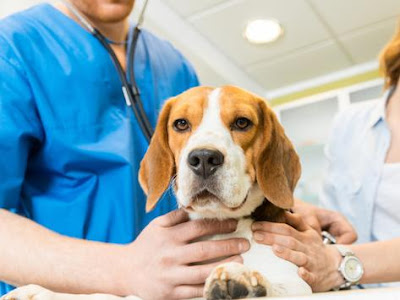 Veterinary Oncology Market