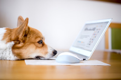 Telemedicine is the practise of veterinary medicine (advice, diagnosis, and treatment) that takes place at a distance between a veterinarian and an animal owner via telecommunication.