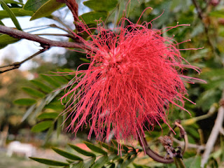 Powder Puff Tree | Calliandra Plant