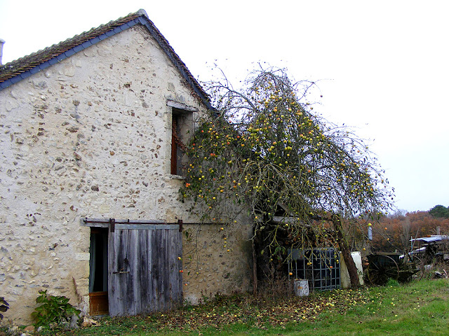 Apple tree, Indre et Loire, France. Photo by Loire Valley Time Travel.