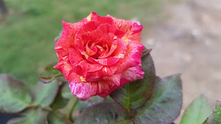 rose hd photo