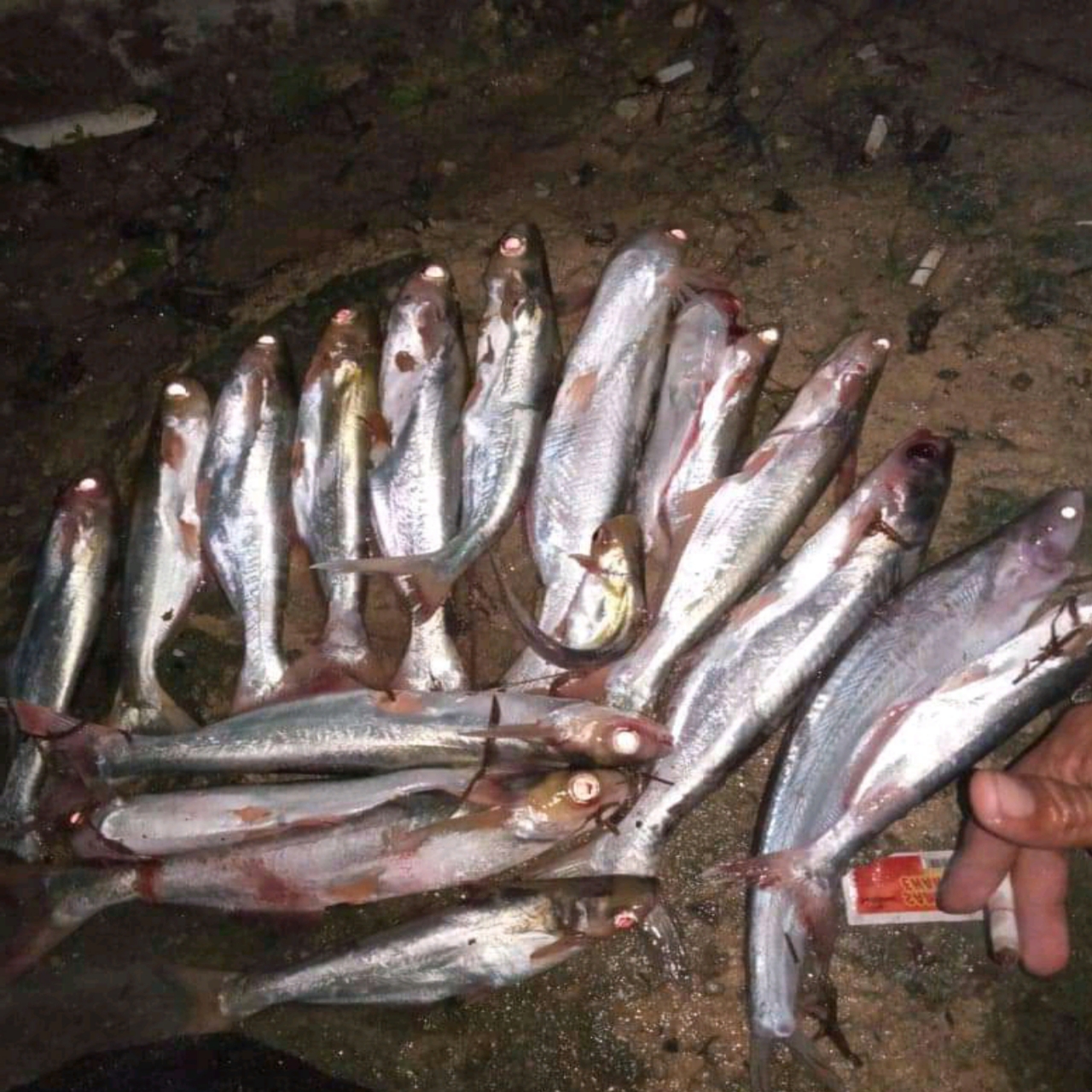 Umpan ikan juaro jitu dan paten. Semuanya kembali pada kalian yang memancing dengan target ikan ini