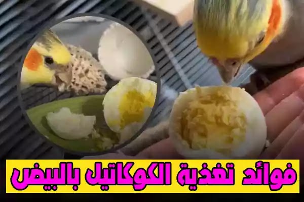 فوائد البيض المسلوق للكوكاتيل والطريقة الصحيحة لتقديمه... احذر !