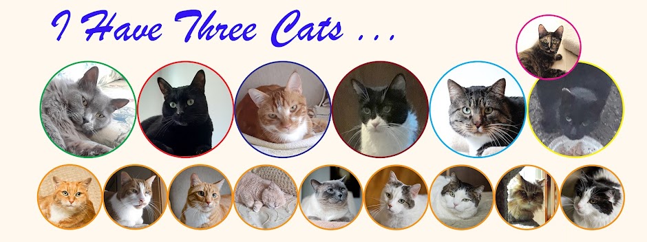I Have Three Cats