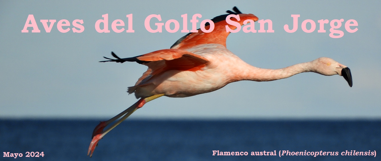 Aves del Golfo San Jorge