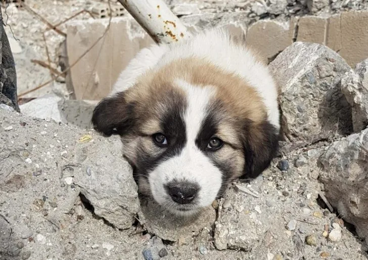 Soldier Saves a Puppy from Debris, Carrying their loyal Companion with him Always in His Backpack .