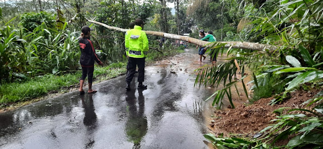 Pohon Tumbang Akibat Hujan Deras Di Kecamatan Karangjambu, Begini Kronologinya