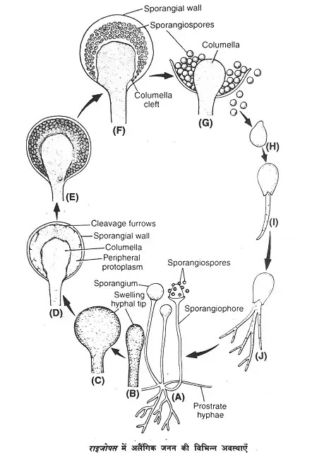 राइजोपस (Rhizopus) : वर्गीकरण, वास स्थान, संरचना, जनन|hindi