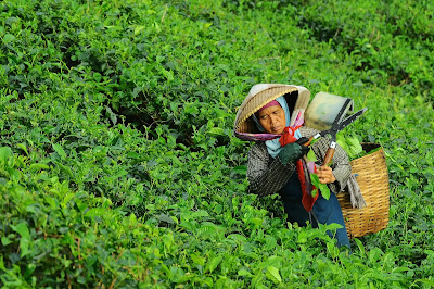 China, origen de la planta de té (Camellia sinensis) de la que procede la infusión