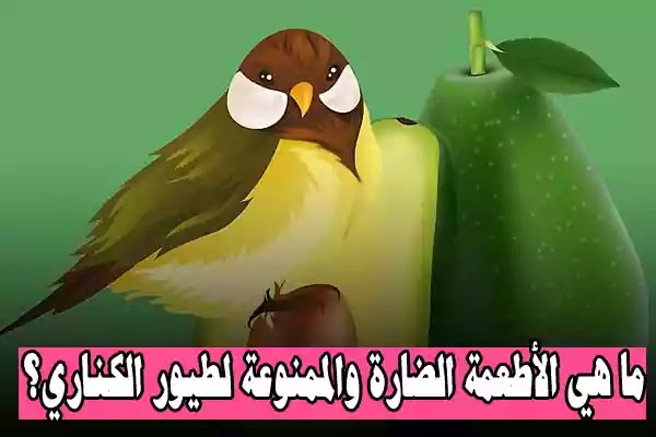 ما هي الأطعمة الضارة والممنوعة لطيور الكناري؟ - Nooh Freestyle