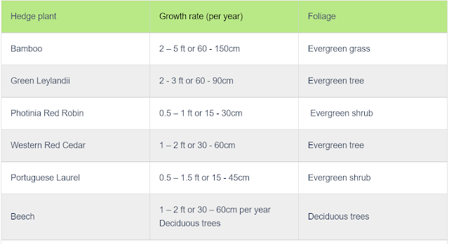 fast-growing hedge plants UK - Bamboo Green Leylandii Photinia Red Robin Western Red Cedar Portuguese Laurel Beech