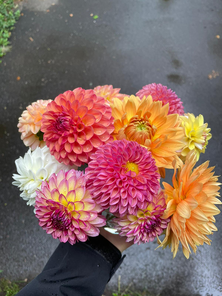 dahlia-bunch