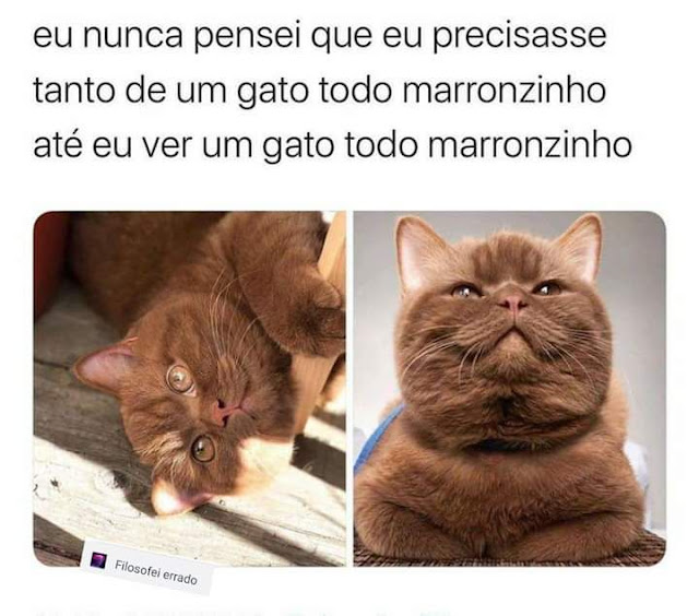 150 memes fofos de animais para você ter na manga