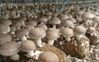 Best mushroom spawn suppliers
