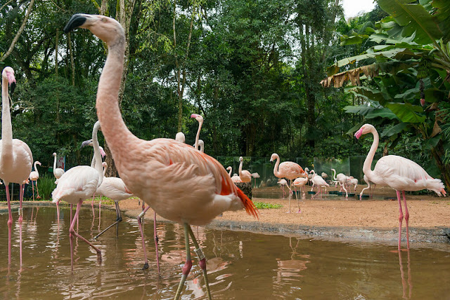 5 motivos para viajar para Foz do Iguaçu! Parque das Aves