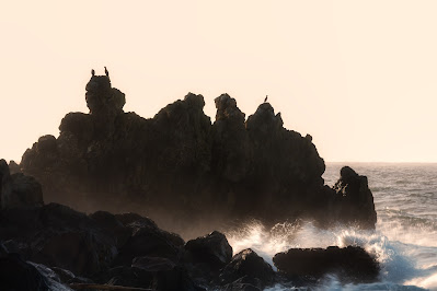 cormoranes posados en una roca expuestos al sol y viento