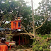 Pohon Tumbang Timpa Warung Makan di Malang, Pemilik Minta Ganti Rugi 