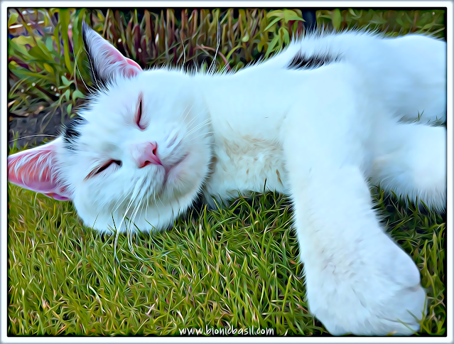 Smooch's Sleepy Garden Selfie ©BionicBasil® Caturday Art Blog Hop