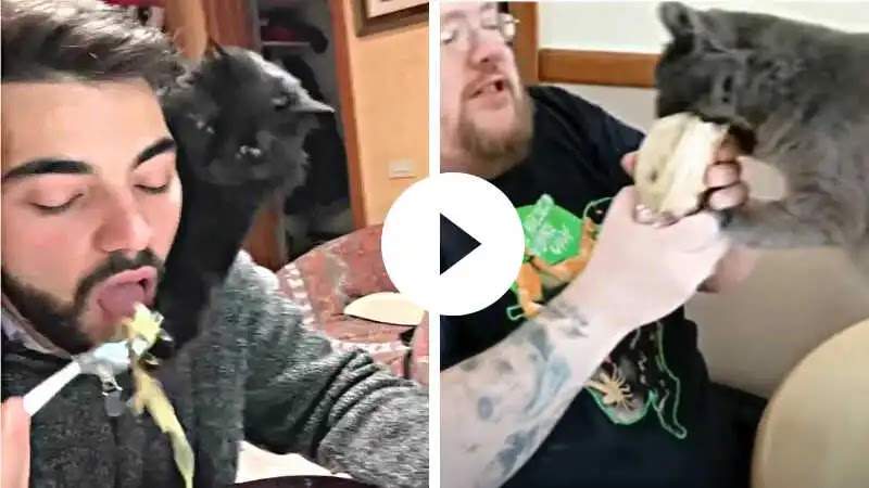 Cats Who Steal Food... Or Try To! (A Compilation)