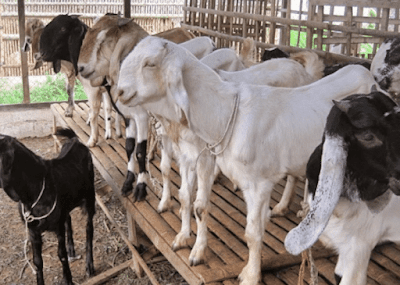Want to Raise Goats in Palu? Pay attention to these 10 tips for success Becoming a farmer is one of the lucrative jobs because the income can be very high. Livestock business is and will continue to be a central economic activity because of the human need for livestock, one of which is goats. Raising goats can be an option because the market is still wide. Actually doing goat farming practice can be said to be easy and difficult depending on how the care is given. Cleverness in choosing feed as well as the salinity of the cage are very important factors in it. Here's more about how 10 effective tips to be successful in raising goats: 1. Choosing the Type of Goat to Be Breeded The first thing that needs to be done before doing goat farming is by choosing the type of goat to be raised. Just like other livestock, goats also have a variety of different types that also provide different advantages. The selection of the type of goat must be adjusted to your own wishes first. Several types of goats that are commonly traded in Indonesia are Etawa goats, sheep, Java and arrowroot. The goats that are most often encountered are usually the Etawa type which has a large stature as a milk producer. There is also a type of white goat that is often used for meat consumption. 2. Pay attention to the Goat Cage The main requirement that needs to be considered in building a goat farm is the construction of a cage. The cage here serves as a place for care and supervision of goats which when not built properly can harm the goats. One of the models commonly used is the stage cage. Some things that can be done in building a goat pen are a distance of about 10 m from the house, sturdy materials, and sufficient opening area. Goat cages require sufficient lighting to be free from moisture and also easy to clean. A dirty cage will make the goat susceptible to illness. 3. Feed Selection As the main need of every living creature, goats that are bred also require good feeding. Raising goats must pay attention to the green feed given because if it is not enough, the goat's growth will be disrupted. These cattle need about 5-7 kg of feed per head in one day. There are many types of feed that can be given to goats ranging from legumes, fermented feed or even grass. This feed is actually not too difficult and you just need to pay attention to the quantity so that it is available all the time. When intending to grow your own, the most suitable feed is of the odot grass type. 4. Choosing 5-6 Months Old Goats for Breeding If you are interested in choosing a goat that is treated with the aim of being sold for the purposes of Eid al-Adha, it would be better to buy a young goat aged 5-6 months. Goats of that age are usually considered resistant to disease and are easier to maintain with a profit of 700 thousand to 1 million rupiah. Buying goats for the purpose of raising goats is better done in the month of Safar after the feast of sacrifice takes place. This is very important considering that usually in that month prices tend to be lower. The goat's posture is chosen as much as possible to have a wide chest, large forelegs, and thick back. 5. Pay Attention to Health and Disease Management Diseases and health of goats are two things that need to be considered in raising this goat. There are many ways for disease to occur but the main thing that most often causes it is the cleanliness of the cage. Dirty and damp cages, and poor sanitation can make goats more susceptible to disease. Not only cages, feeding that is not optimal can also cause the goat's body resistance to decrease. One of the tips that not many people know about is the isolation of newly acquired goats and sick goats. This isolation serves for treatment and also so that the disease is not contagious. 6. Silage and Fermentation of Feed The thing that is most feared in raising goats is the lack of feed which can interfere with all activities. Goat farming itself is usually integrated with plant cultivation around the area. When the plants that are used to feed are in a condition that has not been harvested, of course it will be difficult. The presence of silage and fermented feed makes the existing feed during the main harvest can be used for a long time. This is one of the applications of the latest technology when the feed is abundant but perishable. So that this feed can be resistant for a certain period of time and prevent a shortage of goat feed. 7. Alternative Animal Feed Knowing alternative animal feeds is also important, especially when the number of livestock owned is very large. Knowledge of alternative feeds works when livestock lack feed so they can be more careful in providing feed. Instead of making the goat healthy, mistakes can lead to the death of the livestock. Some alternative feeds that can be used, for example, are jackfruit leaves, mahogany leaves, palembang wood leaves, and so on. There are also feeds that can be made without requiring significant maintenance and limited land, such as hydroponic corn fodder. Make sure the alternative feed that will be given is free from caterpillars and disease. 8. Doing Good Financial Management and Planning Raising goats is not just about raising and selling goats if you really intend to make this your main business. Management may sound complicated but in practice every farmer has actually done it. There's a lot to think about if you're going to grow. Some important things that need to be realized are how much ability to handle the number of goats they have. In addition, there will also be many parameters that need attention from breeding to selling goats. Also pay attention to how the feed supply chain and labor wages are paid. Another important thing is to do financial records and budgeting for your livestock business so that you can do business planning carefully based on your financial data. For ease of recording bookkeeping and budgeting, you can use accounting software that has features that are suitable for livestock businesses and are easy to use even if you do not know deep accounting knowledge. One accounting software that is suitable for livestock business in Indonesia is Accurate Online. Accurate Online is a cloud-based accounting software that has the most complete features and is suitable for all types of businesses in Indonesia, including livestock. You can try Accurate Online for free for 30 days via this link. 9. Master How to Breed Good Beginners will think that breeding is only about raising chicks so that they can become one goat that is ready to be sold. But there are things that can be done so that the availability of puppies can be done alone, namely by breeding. Pay close attention to how to do good breeding so that the market is in your hands. Of course, breeding goats is not easy, considering that breeders can only give birth twice in one year. The efforts made are also not easy and require high discipline. Prepare the best sires you have and also separate them from the mixed cage so that the breeding process can take place. 10. Choosing a Good Parent If you are interested in producing goat breeding, then the thing that needs to be considered is how the breeders are. The broodstock will greatly affect the offspring that will be produced because each tiller will have relatively the same genetics as the parent. A good mother goat has the characteristics of a tall and large posture with a large udder, two nipples, and in good health. Goats that have experienced 1-2 times will be highly recommended. Pay attention to the back heel, when it is still high, it means that the mother has not given birth yet. Goat Livestock Cost Estimation - Wooden cage (at Lazada) size 2 x 2 meters - IDR 3,000,000 - Goats aged 3-5 months IDR 600,000. - IDR 3,000,000 - Monthly grass feed fee - IDR 1,000,000 - Vitamin supplements and deworming - Rp1.000.000 - Electricity, cleaning, water and other operational costs - IDR 1,000,000 Total IDR 9,000,000