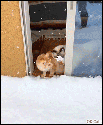 Funny Cat GIF • Presumptuous cat wants to walk in deep snow but changes his mind. Oops! [ok-cats-gifs.com]