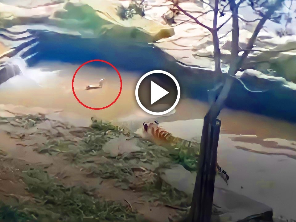 Duck plays Hide & Seek with Tiger in a viral video