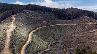 Devastated wet sclerophyll forests after illegal clear felling, Victorian Central Highlands