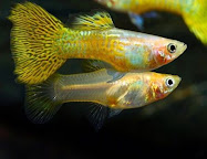 ikan guppy emas (gold)