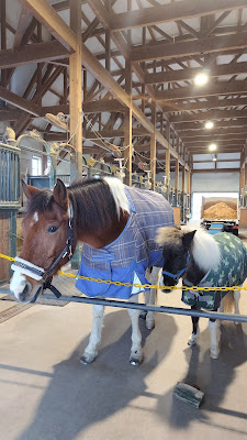 ハウステンボス ホースランド 馬とポニー