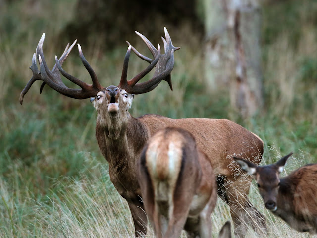 Dyrehaven, brame du cerf