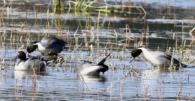 Northern Pintail