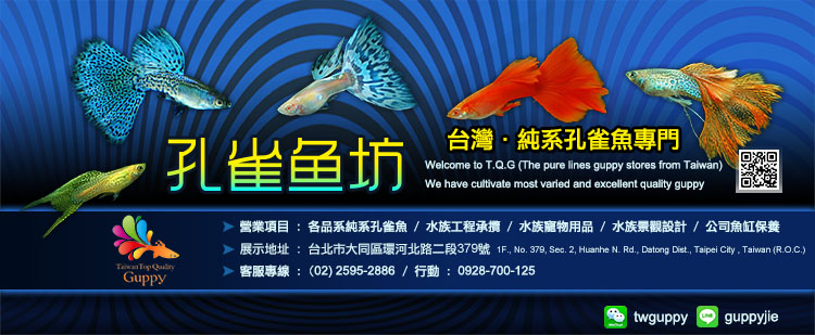 孔雀魚坊 Taiwan Top Quality Guppy