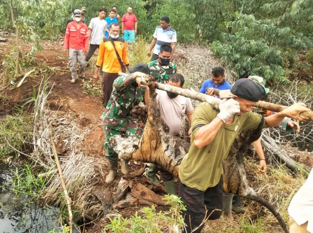 dead sumatran tiger evacuation process