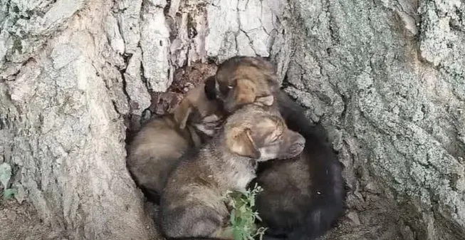 This litter of puppies born in the wilderness gradually had their fragile lives drained by thousands of ticks