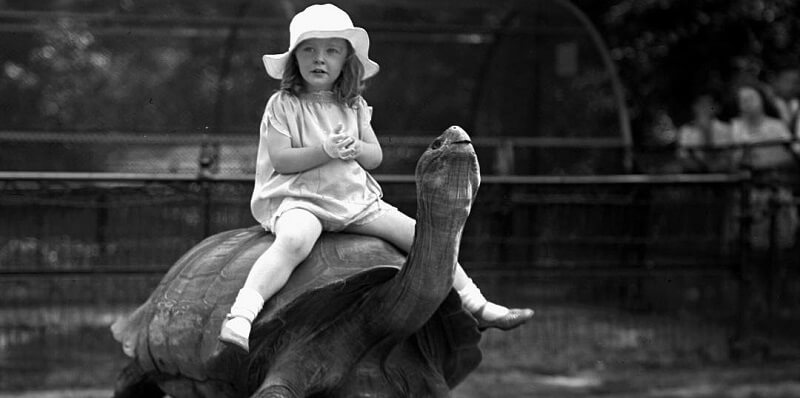 Child on a tortoise