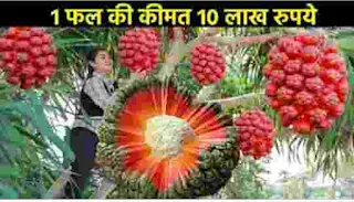 सबसे महंगे फल जिन्हें देखने के नशीब लगता है । 1 फल की कीमत 10 लाख रुपया । दुनिया के 10 सबसे महंगा फल