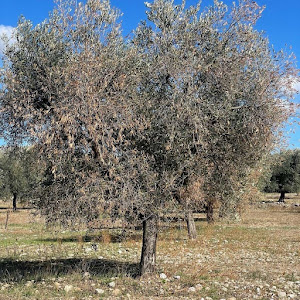 IL PIANTO DEGLI ULIVI PUGLIESI: TRA SICCITÀ, CURA E RICORDI DI UN ECOSISTEMA CHE CAMBIA