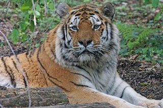 Creationists believe great cats such as tigers and housecats descended from the original created kind in Genesis. Clear differences, but interesting similarities.