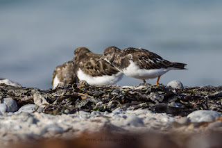 Wildlifefotografie Helgoland Düne Steinwälzer