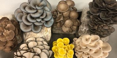 Biobritte research center in Maharashtra | Biobritte mushrooms | Biobritte mushroom lab