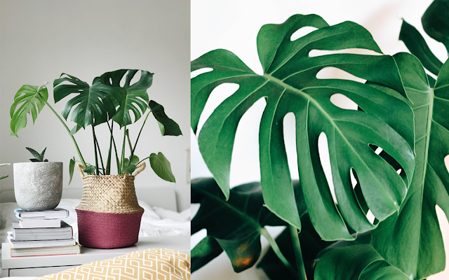 indoor plants, Philodendron, Split leaves, houseplants,  home decor, decorations, home, worksplace, office, indoor architecture, plants, nature