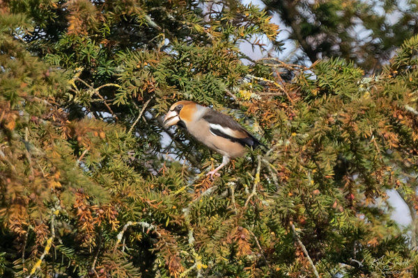 Hawfinch