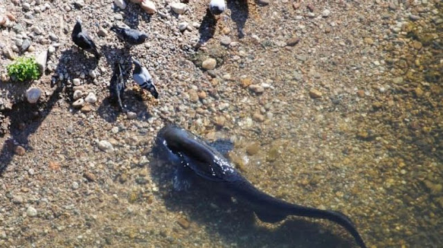 Air Breathing Catfish ikan yang tahan hidup di luar air