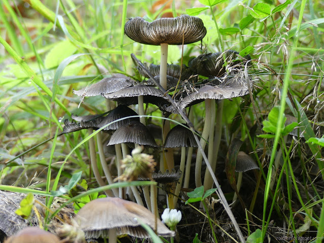 11: cluster of mushrooms with caps upturning and disolving