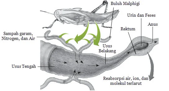 Pembuluh Malpighi adalah buluh-buluh halus yang terikat pada ujung usus posterior belalang dan berwarna kekuningan. dengan proses sebagai berikut : Zat-zat sisa metabolisme ini diambil dari cairan tubuh (hemolimfa) oleh pembuluh malpighi di bagian ujung.  Kemudian, cairan masuk ke bagian proksimal lalu masuk ke usus belakang dan  dikeluarkan bersama feses dalam bentuk kristal-kristal asam urat