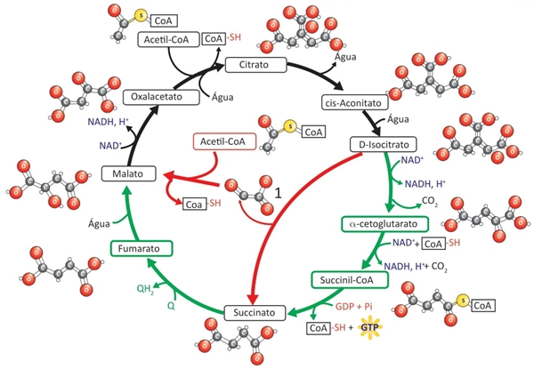 CRONAN J. E.; LAPORTE D. Tricarboxylic Acid Cycle and Glyoxylate Bypass. EcoSal Plus,