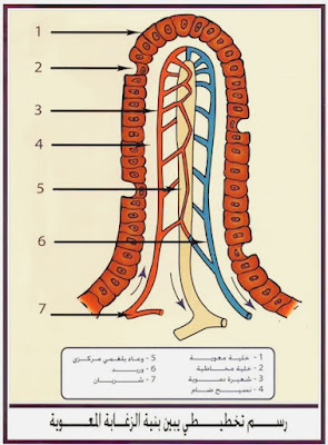 رسم تخطيطي لبنية الزغابة المعوية . الزغابة المعوية